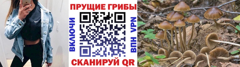 Купить где  Тосно  Псилоцибиновые грибы ЛСД 